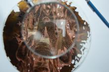 Rézkarc kör lemezen